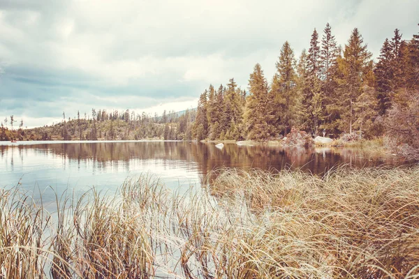Strbske Pleso lake. Bulrushes, coniferous forest. — Stock Photo, Image