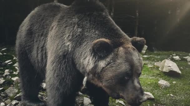 Medvěd hnědý Ursus arctos v divoké přírodě — Stock video