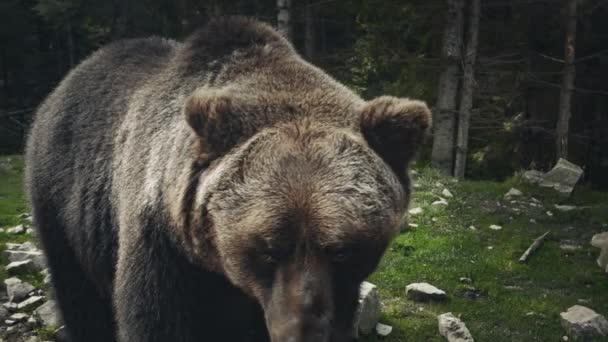 Oso pardo Ursus arctos en la naturaleza salvaje — Vídeos de Stock