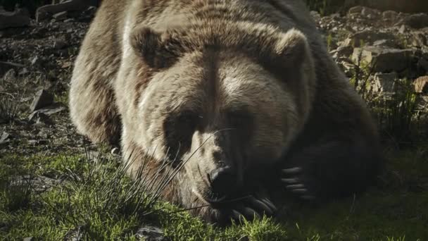 Величезний коричневий ведмідь Ur Sus arctos лежить на траві — стокове відео