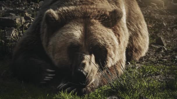 Urso castanho enorme Ursus arctos deitado na grama — Vídeo de Stock