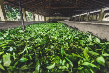 Tea leaves storage on the plantation. Sri Lanka. clipart