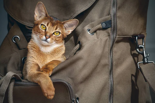 Chat brun assis dans le sac à dos . — Photo