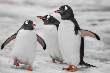 Close-up three penguins . Antarctic mountains. clipart