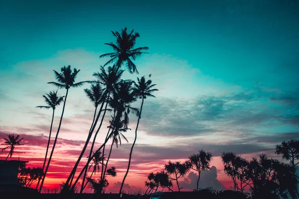 The palms on the bright sunset background. — Stock Photo, Image