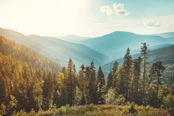 Forêt de conifères sur fond des Carpates . — Photo