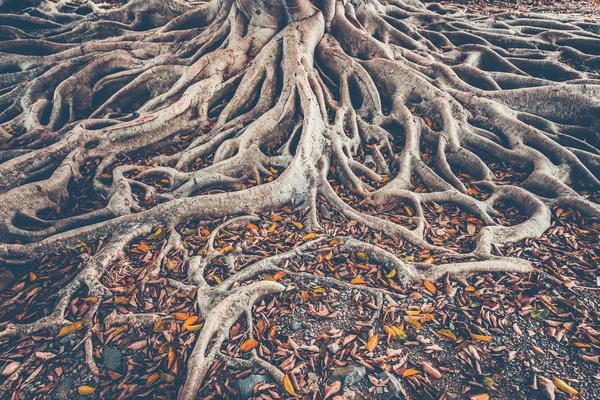 De tree root systeem op de grond. Achtergrond. — Stockfoto