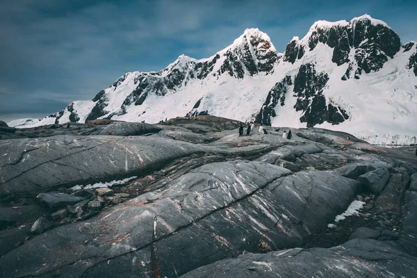 Fluxo de lava fresca antiga. Montanhas antárticas  . — Fotografia de Stock