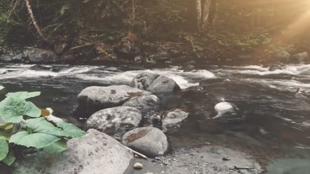 Rivière de montagne en forêt d'automne. Gros plan sur l'eau — Video