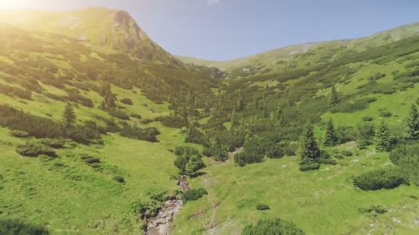 Vallée verte avec forêt de pins et courbe de rive — Video