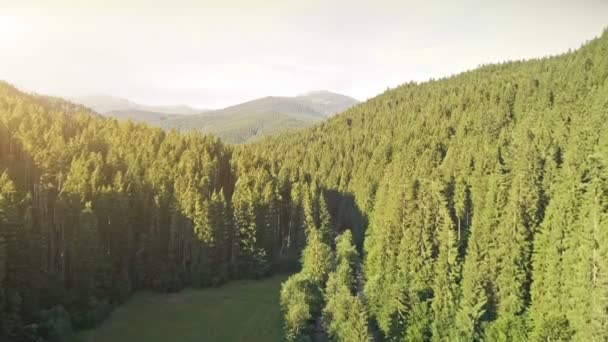 Vista aérea del dron: Vuelo sobre bosque de pinos — Vídeos de Stock