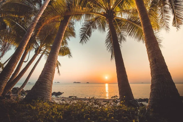 Palmbomen, Oceaan. Zonsondergang landschap, Bali. — Stockfoto