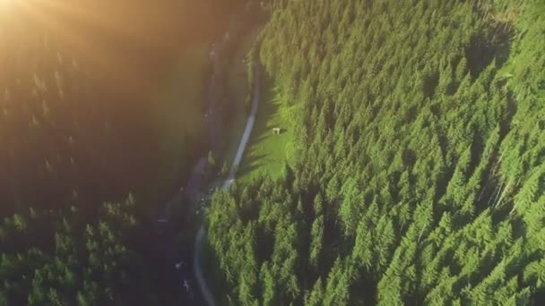 Повітряний дрон Політ над сосновим деревом гірський ліс — стокове відео