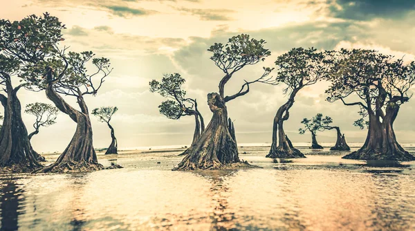 Mangrovových stromů na západ slunce. Sumba ostrov. — Stock fotografie