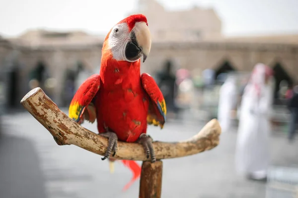 Detail červený papoušek Ara seděl na dřevěné bidýlko. — Stock fotografie