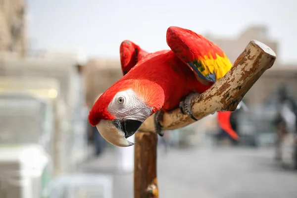 Papuga Ara zbliżenie na drewniany gałąź. Zginania do przodu — Zdjęcie stockowe