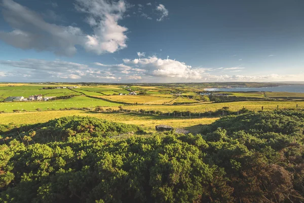 アイルランドの田舎の風景です。木、牧草地. — ストック写真