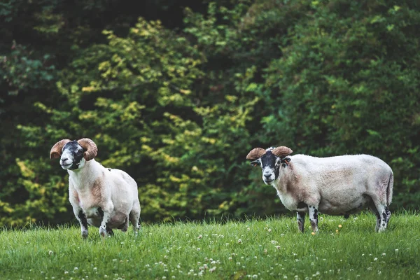 Närbild irländska tjockhornsfår på gräset. — Stockfoto