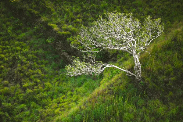 Одинокое дерево среди зеленой травы. Азиатская сцена . — стоковое фото