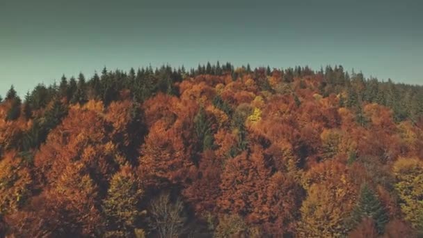 Vista aérea colorida da vista da floresta montanhosa — Vídeo de Stock