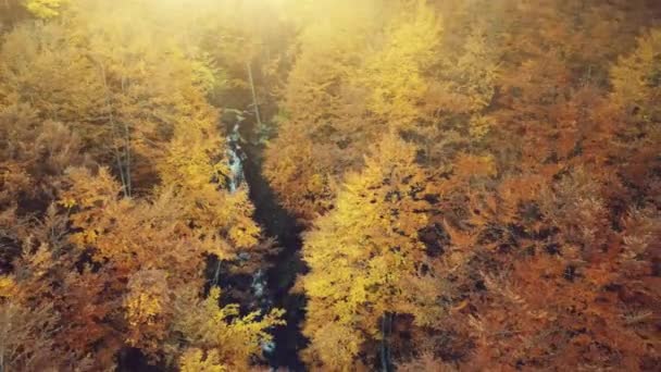 Χρυσή φθινόπωρο δάσος creek τοπίο εναέρια άποψη — Αρχείο Βίντεο