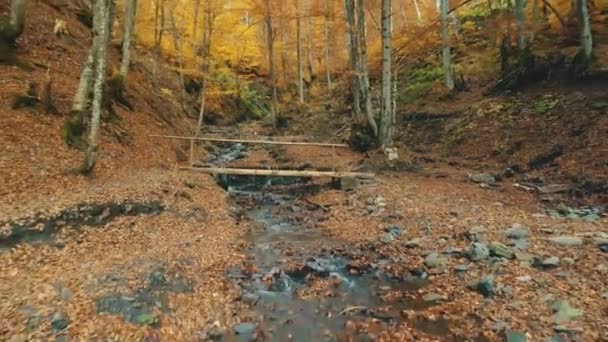 Epik sonbahar ahşap dağ stream akışı sahne — Stok video
