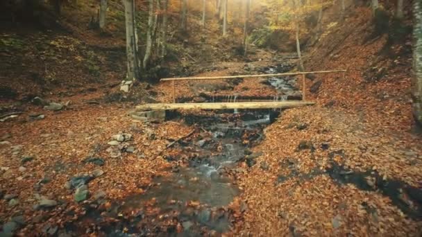 Φθινόπωρο ξύλο τοπίο άγριας φύσης creek κίνησης — Αρχείο Βίντεο