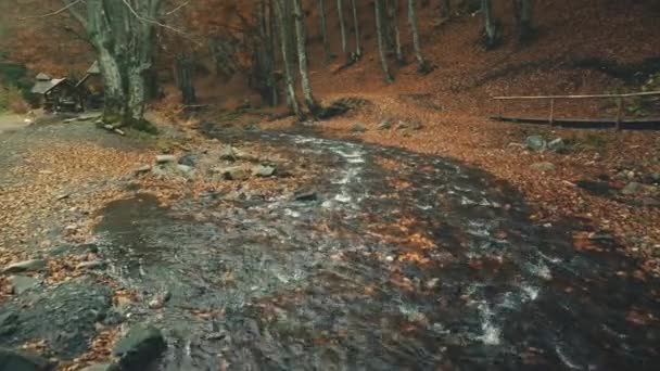 Autumn foliage stream flow pure water surface — Stock Video