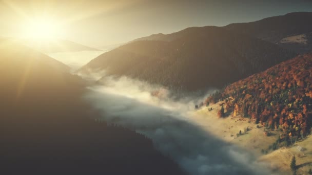 Bois sauvage profond montagne brouillard pente vue aérienne — Video