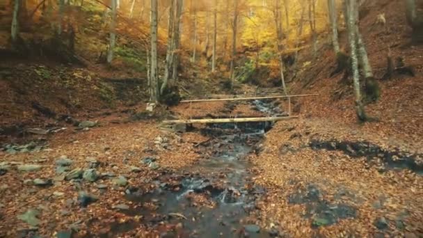 Majestic autumn highland forest creek scenery — Stock Video