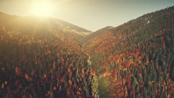 Színes magas hegyi erdő lejtőn légi nézet — Stock videók