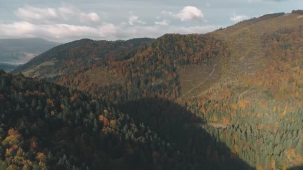 Densos bosques de color verde y marrón cubren colinas — Vídeos de Stock