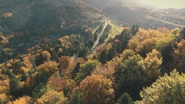 Maravilloso camino gris entre denso bosque con sombras de árboles — Vídeo de stock