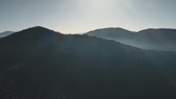 Силуэты на вершине соснового леса, освещенные ярким солнечным светом — стоковое видео