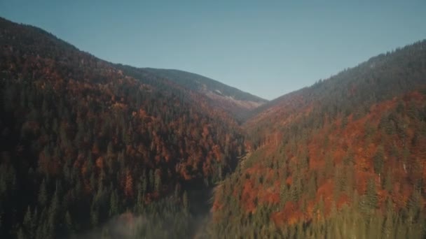 Gewundenen Nebel zwischen Hügeln mit farbigen dichten Wäldern — Stockvideo