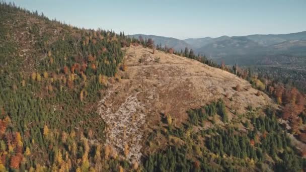 Prairie brune entourée de forêts de pins verts éclairées par le soleil — Video