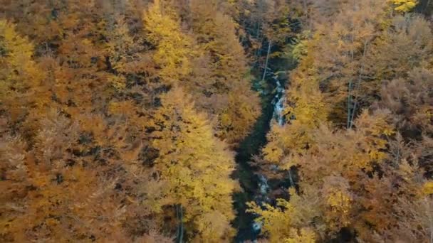 Foaming mountain river surrounded by forest orange trees — Stock Video