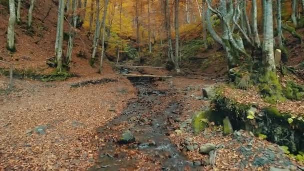 Гірська річка тече під коричневим дерев'яним мостом у лісі — стокове відео