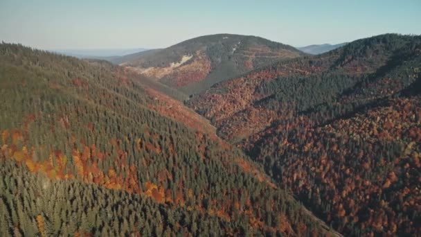 Heuveltoppen bedekt met groene dennen en bruine bomen verlicht door de zon — Stockvideo