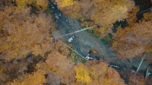 Rivière de montagne coule parmi la forêt caduque jaune d'automne — Video