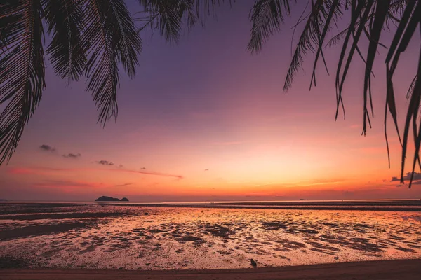 Vackra Sunset Silhouette Coconut Palm Tree — Stockfoto