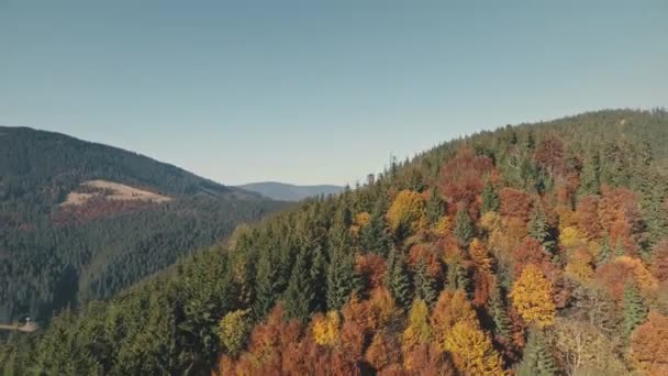 Árvores florestais grossas de diferentes cores sob o céu azul — Vídeo de Stock
