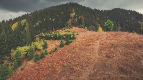 Otoño bosque de coníferas montaña de los Cárpatos — Vídeo de stock