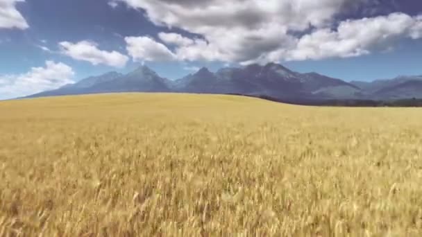Volant rapidement au-dessus du champ de blé doré Slovaquie — Video