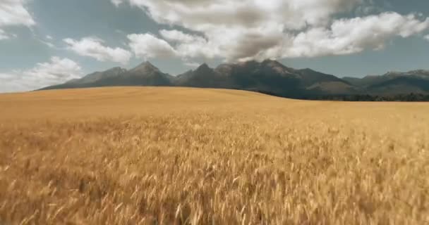 Політ безпілотника над жовтим пшеничним полем Словаччини — стокове відео
