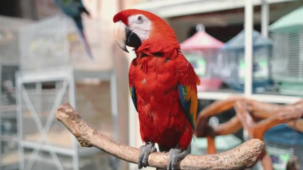 Scharlaken ara papegaai close-up in exotische vogel markt — Stockvideo
