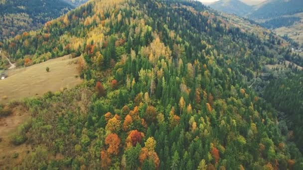 Autumn mixed forest on carpathian mountain slope — Stock Video