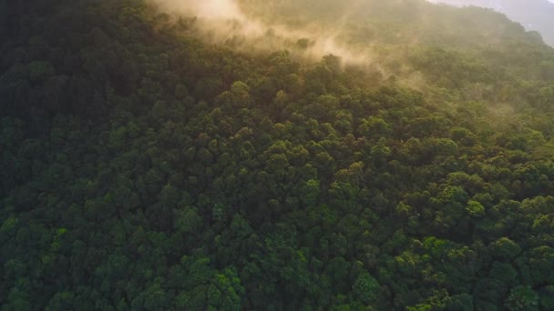 Thailand jungle sunset aerial view. Green tree tops on mountains hillside in mist in golden sunset — Stock Video