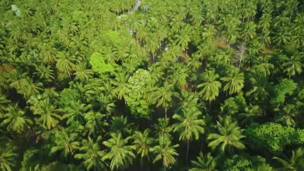 Thailands ocean beach aerial: palms at sandy coast with huge boulders form natural pool at bay — Stock Video