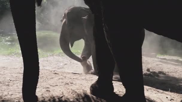 Tailândia, bebê elefante jogando areia: silhueta de adulto na frente. Feliz jovem animal tomar terreno — Vídeo de Stock